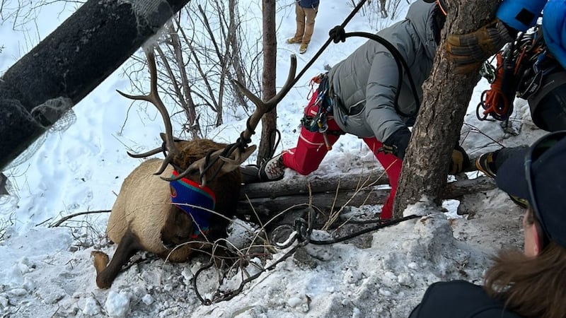 Rescue crews helped an elk found tangled in climbing rope near an ice wall in Colorado.