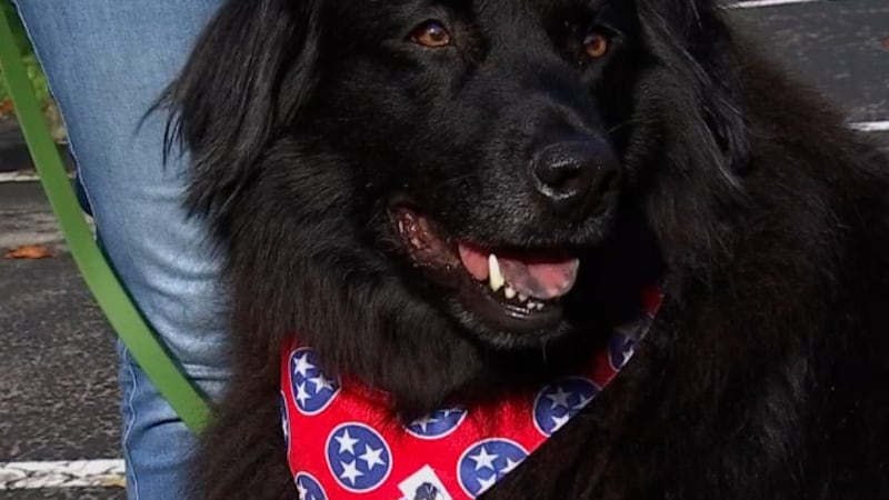 Cash wearing Dog Bandana Co. accessory.