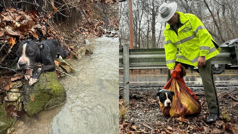 Injured dog in creek rescued by TDOT crew