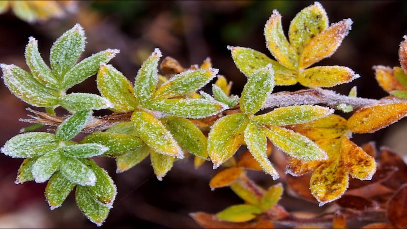 Frost on leaves.