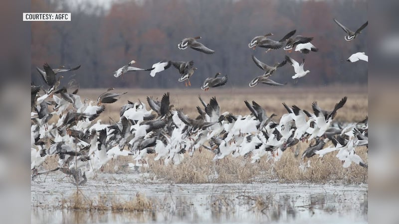 Arkansas Game and Fish wants you to be on the lookout for potentially sick birds in Northeast...