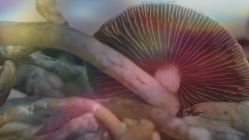 Tennesseans turning to psychedelics for mental health help