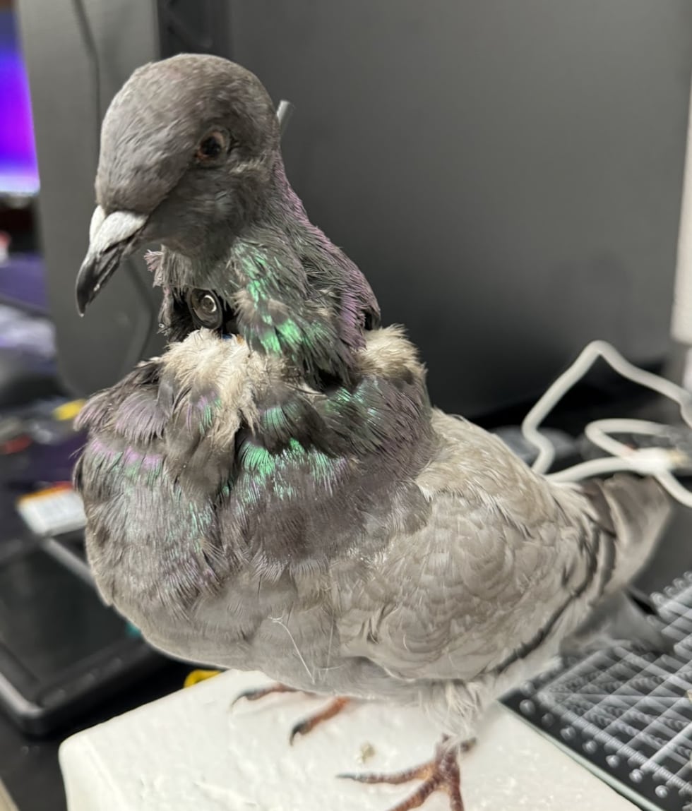 Taxidermy pigeon drones are used for stationary wildlife monitoring.