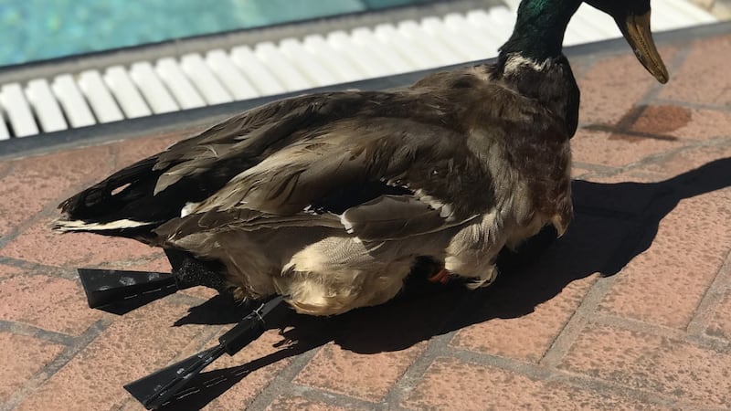 Taxidermy duck drones are used for wildlife monitoring.