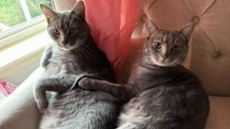 Two family cats died in a house fire in Bellevue.