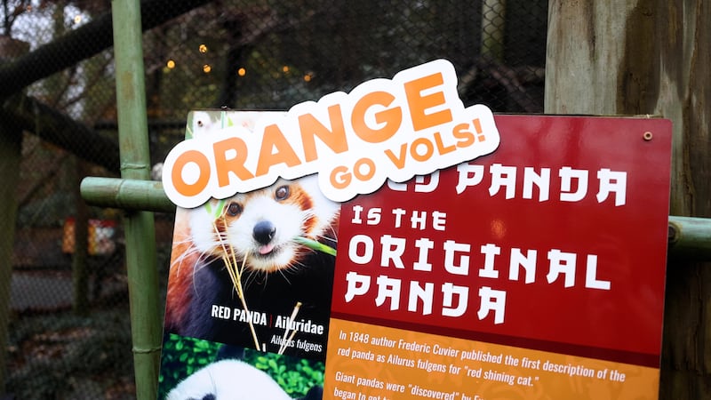 Orange pandas? Zoo Knoxville makes friendly wager ahead of Tennessee - Ohio State matchup