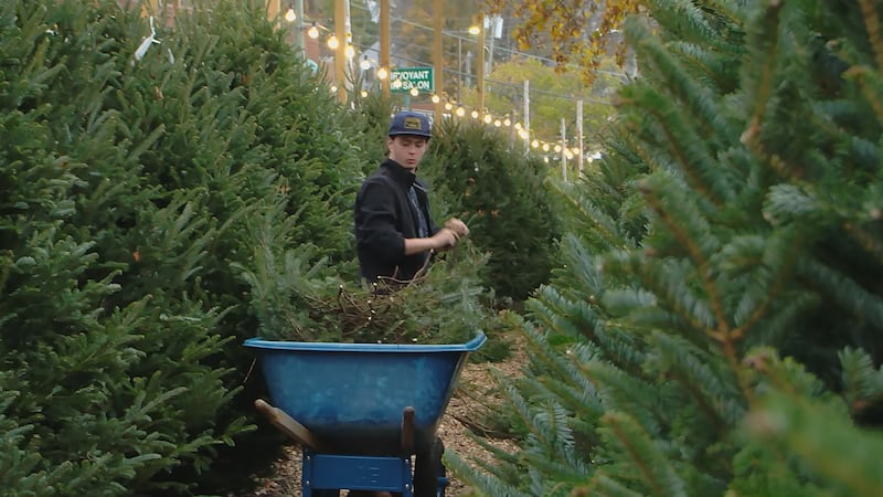 Employees set up Sovine's Christmas Tree lot in Nashville, TN, after Hurricane Helene impacted...