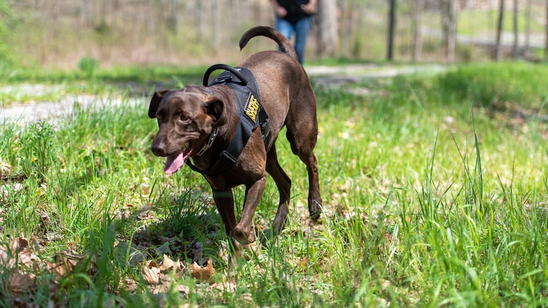 Midstate search and rescue K-9 retires due to injuries, needs help getting surgery