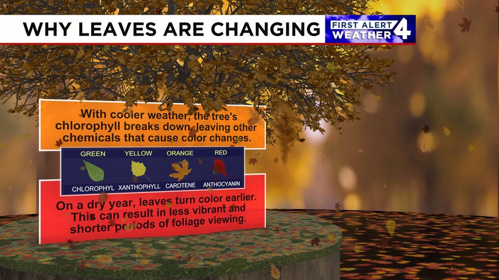 Our hot and dry summer is contributing to early foliage in the Midstate.