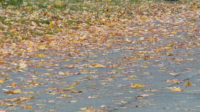 Wet Leaves