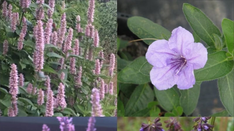 Native Plant Sale Happening In Nashville